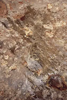 Paleozoic: Nautiloid Fossil from the Grand Canyon