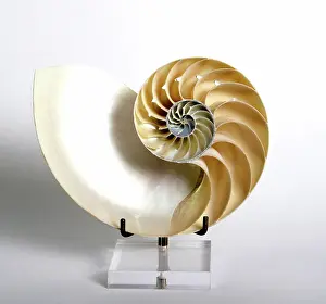 Spiral: Nautilus