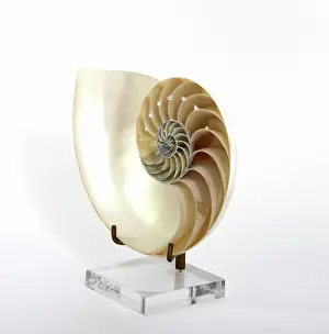 Spiral: Nautilus