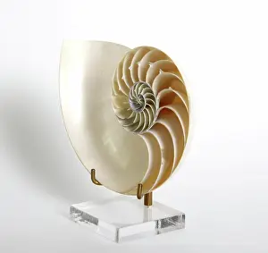Spiral: Nautilus