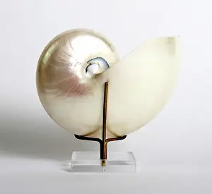 Spiral: Nautilus