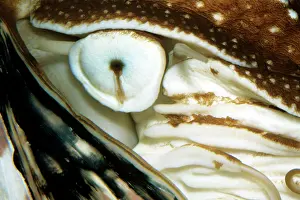 Nautiluses: Nautilus - close-up of eye