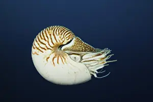 Shell: Nautilus, pearl boat, Nautilus pompilius, Great Barrier