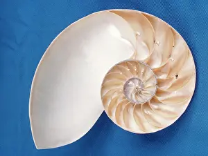 Spirals: Nautilus - section