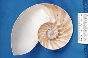 Spirals: NAUTILUS - SECTION