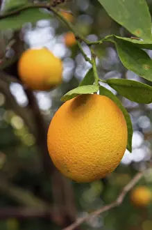 Mutation: Navel Oranges
