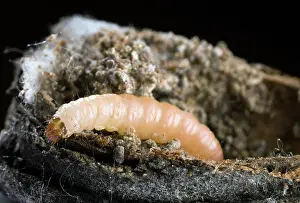 Dulcis: Navel Orangeworm