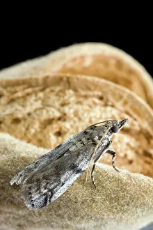 Dulcis: Navel Orangeworm Moth
