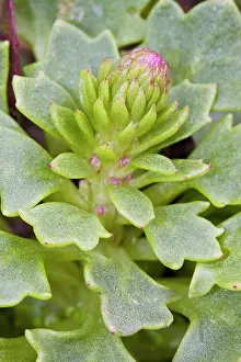 Rupestris: Navelwort