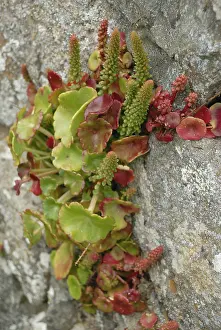 Flexible: Navelwort