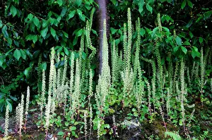 Rupestris: Navelwort / Wall Pennywort - this cluster was growing