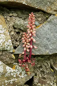 Rupestris: Navelwort / Wall Pennywort - in flower growing