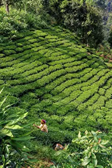 Cultures: Nayabazar, forest and the plantation