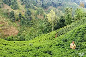 Cultures: Nayabazar, forest and the plantation