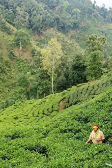 Cultures: Nayabazar, forest and the plantation