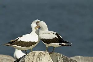 Espanola: Nazca boobies preening
