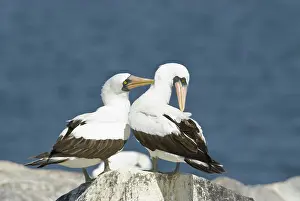Espanola: Nazca boobies preening