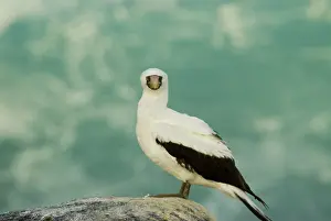 Espanola: Nazca booby
