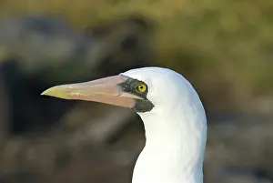Espanola: Nazca booby
