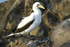 Espanola: Nazca booby