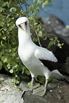 Espanola: Nazca booby
