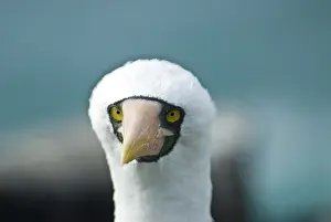 Espanola: Nazca booby