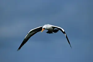 Nazca: Nazca Booby - hunting for fish