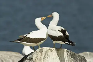 Espanola: Nazca booby pair