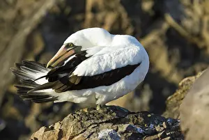 Espanola: Nazca booby preening