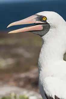 Galapagos: Nazca Booby (Sula granti), Isla Genovesa, Galapagos
