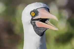 Galapagos: Nazca Booby (Sula granti), Isla Genovesa, Galapagos