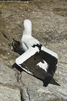 Nazca: Nazca booby thermoregulating