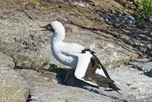 Nazca: Nazca booby thermoregulating