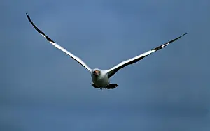 Nazca: Nazca / Masked Booby