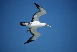 Nazca: Nazca / Masked Booby - in flight
