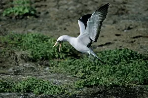 Nazca: Nazca / Masked Booby - landing on volcanic breeding grounds