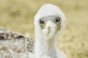 Fluff: Nazka Booby