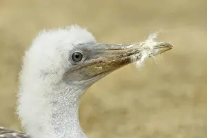 Puff: Nazka Booby