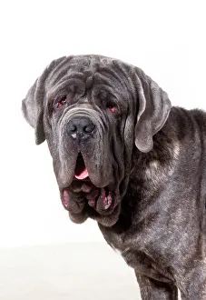Neapolitan: Neapolitan Mastiff DOG