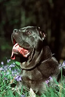 Mastiffs: Neapolitan Mastiff DOG