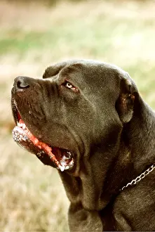 Ugly: Neapolitan Mastiff DOG