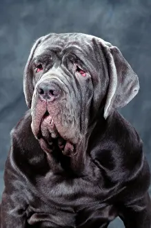 Neapolitan: Neapolitan Mastiff DOG - close-up of head