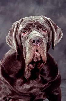Mastiffs: Neapolitan Mastiff DOG - close-up of head