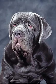 Mastiffs: Neapolitan Mastiff DOG - close-up of head