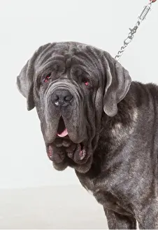 Mastiffs: Neapolitan Mastiff DOG - on lead