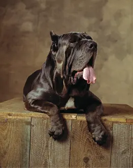 Mastiffs: Neapolitan Mastiff DOG / Matin de Naples
