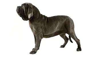 Mastino: Neapolitan Mastiff / Mastino Napoletano standing