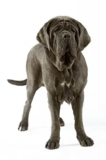 Neapolitan: Neapolitan Mastiff - standing