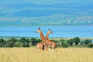 Nile: near the Nile river