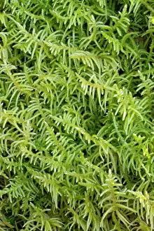 Finistere: Neat Feather-moss - Hanvec, Foret du Cranou. Finistere